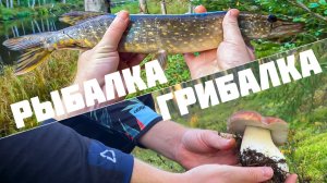 Грибалка в августе. Рыба / Грибы