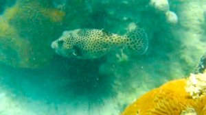 Сказка о маленькой рыбке и большом синем море