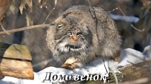 Непростые отношения между манулом Домовенком и его подругой Брусничкой.