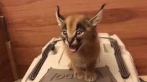 Бестро прохожу нору кротов