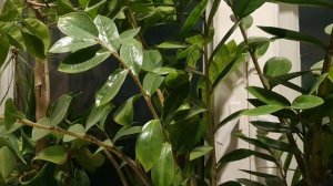 Не уйти от тебя мне, Россия моя...