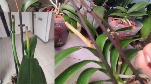 #171 ОрхоVLOG Пелор Ноттингем- гниль- мокрые цветоносы😭. Полив полочки витаминами- аминокислотами.