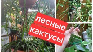 мои лесные кактусы || посадка лесных кактусов на дерево / блок / корягу