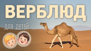 Верблюд. Видео про животных для детей 3+