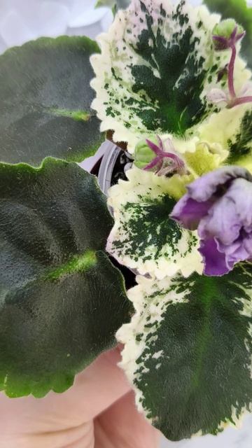 Фиалка Nik-Магический Туман