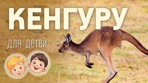 Кенгуру. Видео про животных 3+