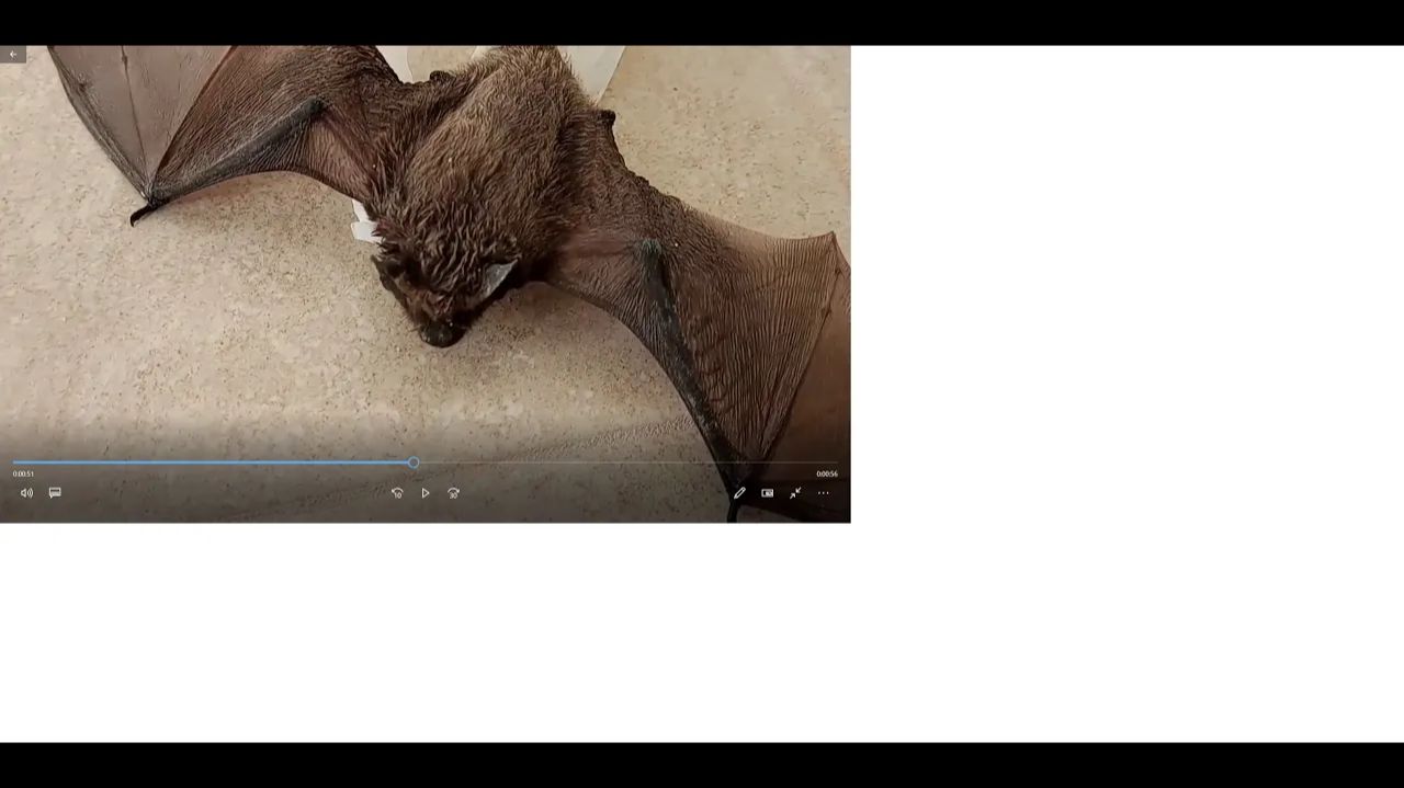 летучая мышь влетела в квартиру, ловим её a bat flew into the apartment, we catch it and take it out смотреть онлайн