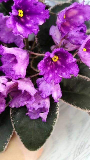 Фиалка Nik-Кони в Яблоко