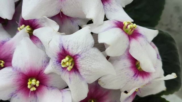 Фиалка Dn-Bora-Bora