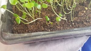 Пеларгонии и К. Цветы в рассаде - это весна в душе