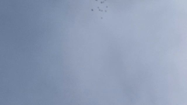 1000108462.mp4 Голубя в Подарок смотреть онлайн