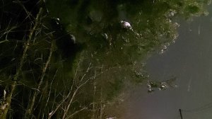 Релакс мелодия, успокаиваюшее видео