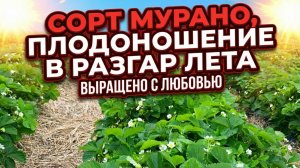 Сорт мурано, плодоношение в разгар лета🍓👍