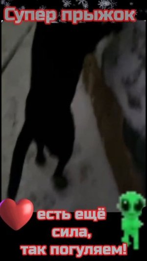 Прыжок собаки. 10лет