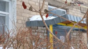 #Воробьи! Рассчитайтесь на первое и второе!  #птицы #зима