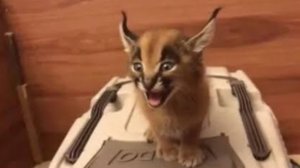 Реакция на айсберг по max