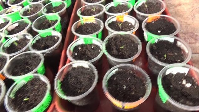 Обзор рассады томатов и температуры в поликарбонатовой теплице. смотреть онлайн