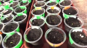 Обзор рассады томатов и температуры в поликарбонатовой теплице.