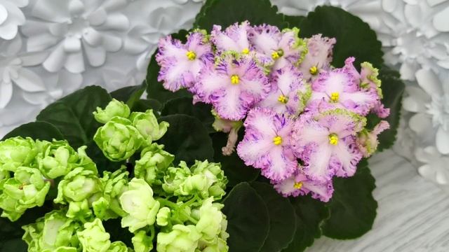 Фиалки Hunter's Cabbage Goddess и АВ-Мыльные Пузыри