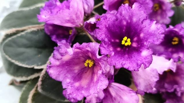 Фиалка Nik-Кони в Яблоко