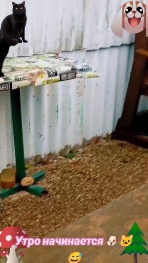 Утро начинается🐶 🐱😅-2