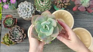 Распаковка горшочков для суккулентов с ВБ. Болталка про суккуленты!