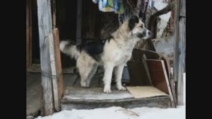 Додо Пиццу» отменяют по всей России из-за скандала в Челябинске