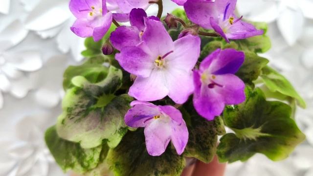 Фиалка АВ-Почемучка