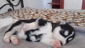 Девочка (Потомство от 05.02.26)