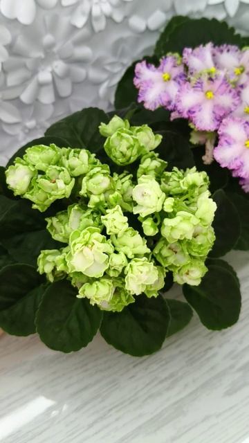 Фиалки Hunter's Cabbage Goddess и АВ-Мыльные Пузыри