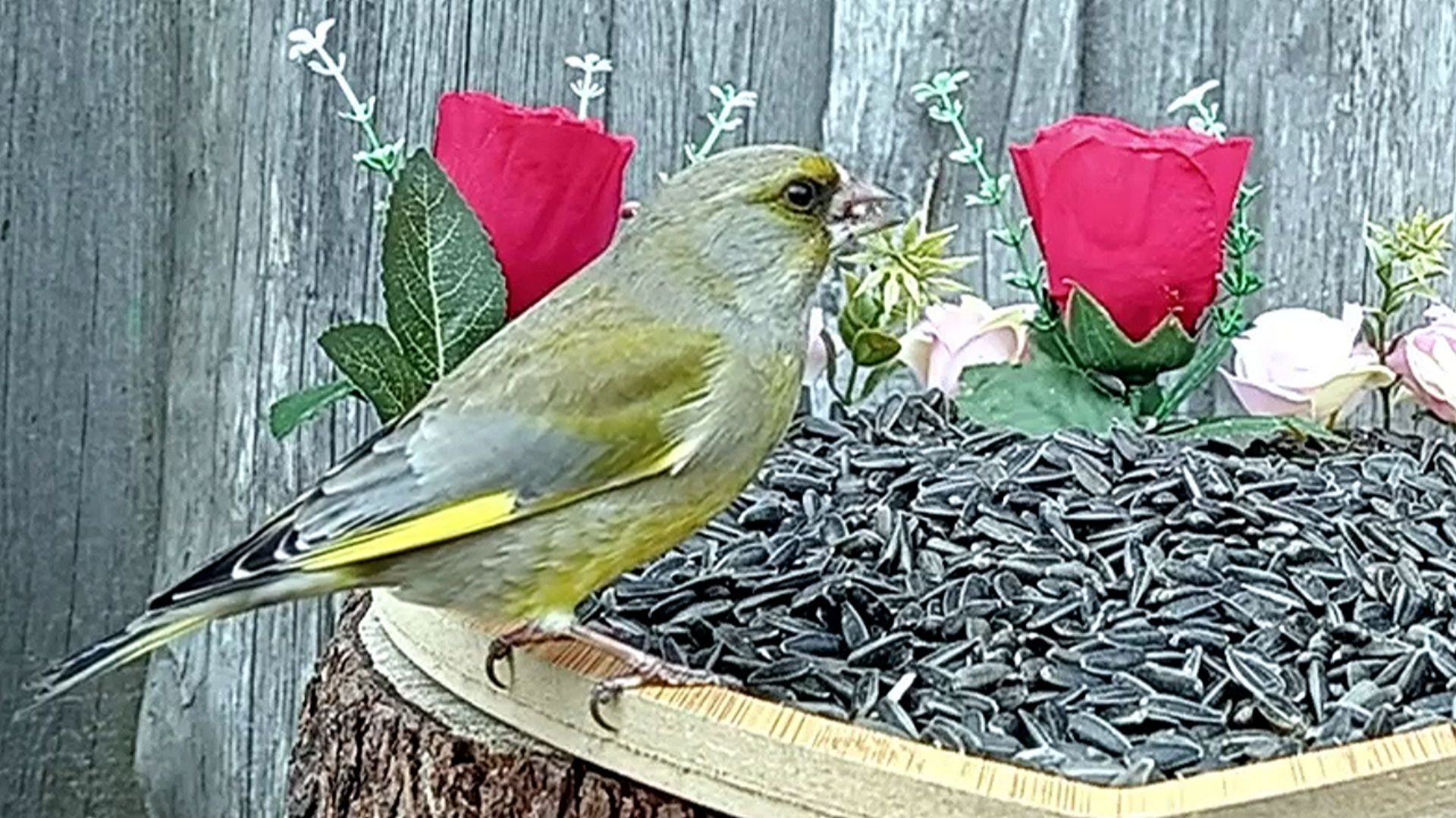 Птицы на кормушке Птицы на кормушке