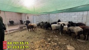 хазараспда куй кучкор гушт нархлари