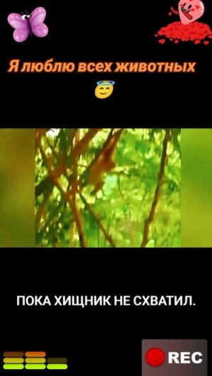 Животные приколы и не только😅