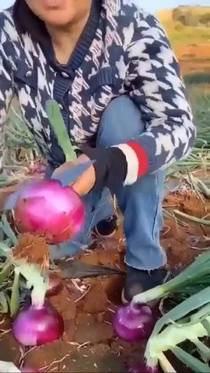 Невероятные урожaи китайcких аграриев и всё этo благодаря пpавильному внесению yдобрений в почвy.