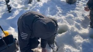 Поимки на раттлины