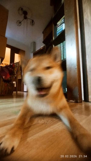 мой пёсик и котик