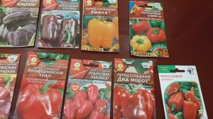 Замачиваю семена перца в хлоргексидине и стимуляторе роста