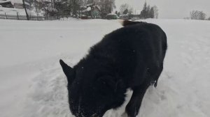 Дрессировка собак.mp4