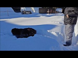 Работа дворником за сухарики