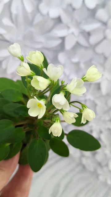 Фиалка трейлер Chantaspring