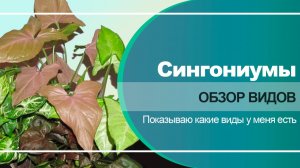 Сингониумы: сорта и виды | Чем отличаются и как выбрать