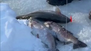 Рыбалка на Спорт-зоне в День защитника Отечества. Клёвое место Лосиный остров.