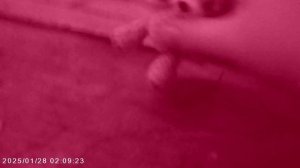 Козлик скучает про своему другу