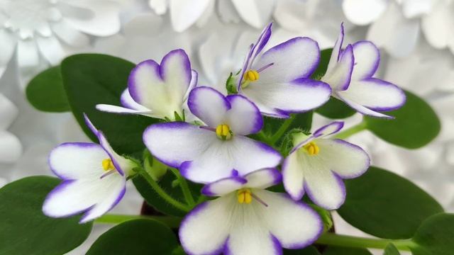 Фиалки трейлер Chantaspring и 2А-Проба Пера