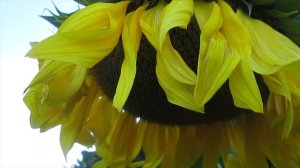 Ирина Самарина-Лабиринт.Мне говорят, добро бывает с кулаками...