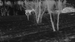 Тепловизионный прицел Sytong XM06-50LRF v2