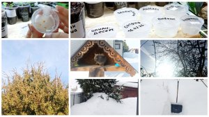 21-23 февраля. Погода меняется каждый день: то метель, то солнце. Пора высаживать проросшие перцы.