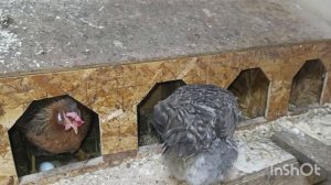 23-02-2026. Куры каркают 🤨. сделала витаминную мешанку.