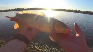 КОНЕЦ ЗАПРЕТУ! ПОПЕРЛИ САЗАНЫ И КАРАСИ НА ДОНУ! Рыбалка на донки. Ловля сазана.