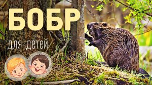 Бобр. Видео про животных для детей 3+